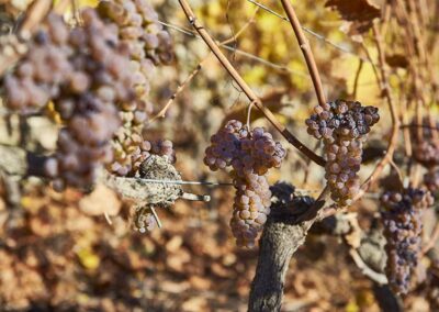 Raisins de la cave Feuille Morte