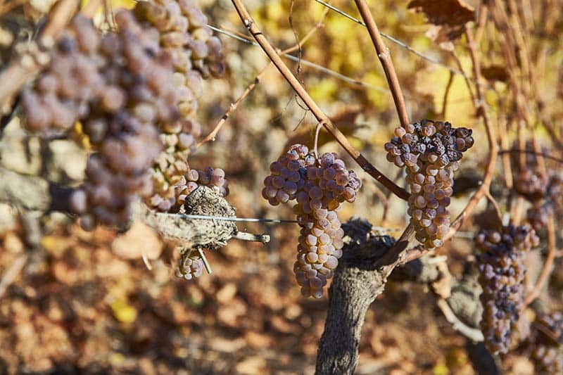 Raisins de la cave Feuille Morte