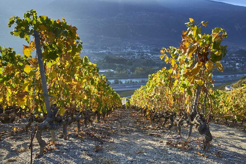 Vignes de la cave Feuille Morte