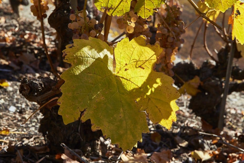 Cave Feuille Morte Flanthey